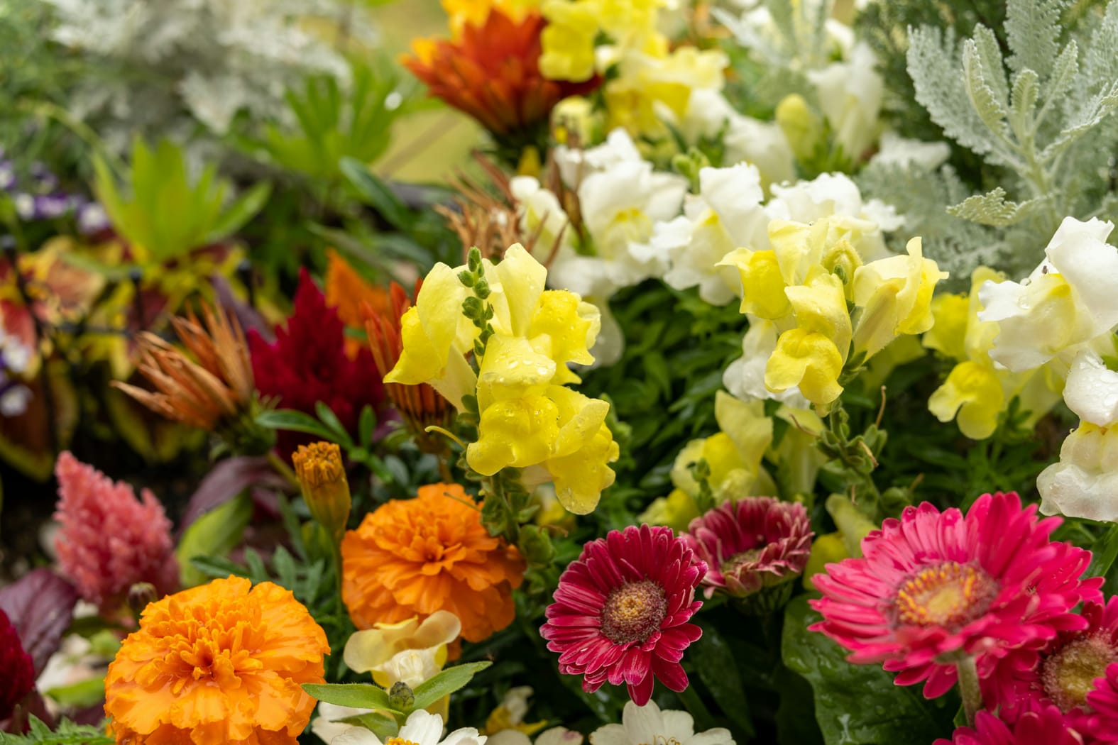 Fargerike sommerblomster