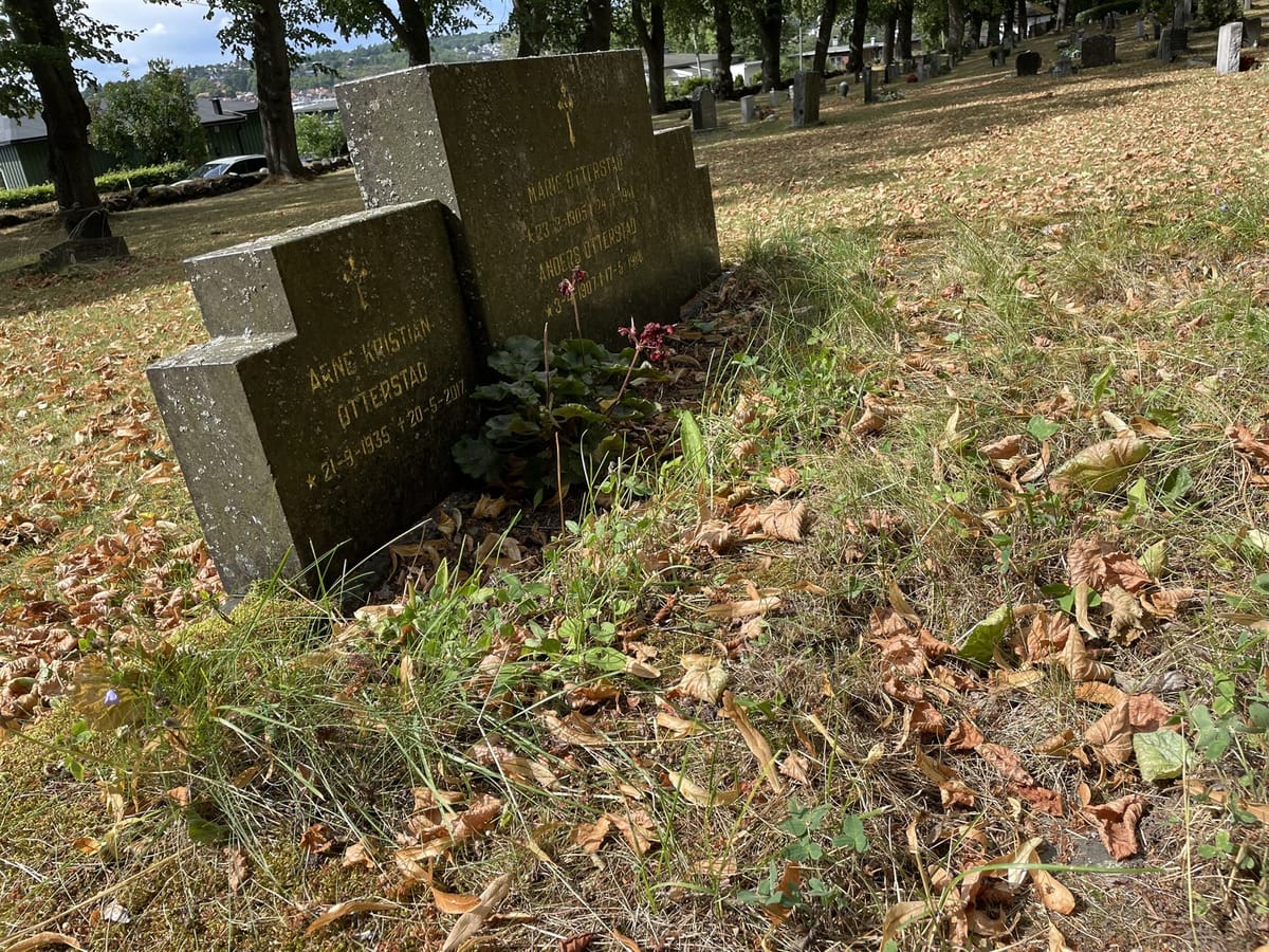 Familiegravsted før: gjengrodd bed og skjeve steiner